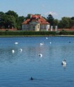 Swans swim in the Palace pond